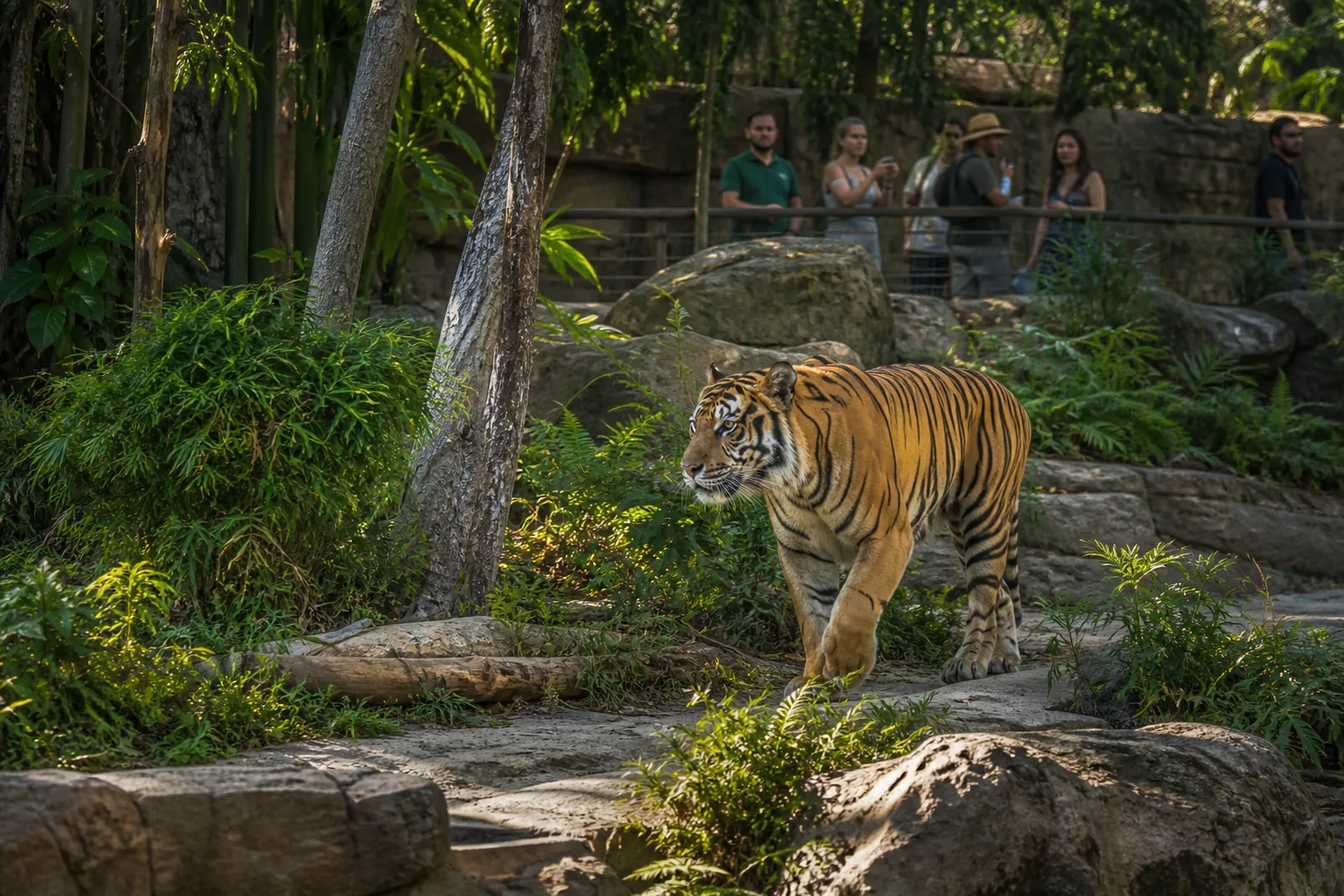 Tiger Kingdom
